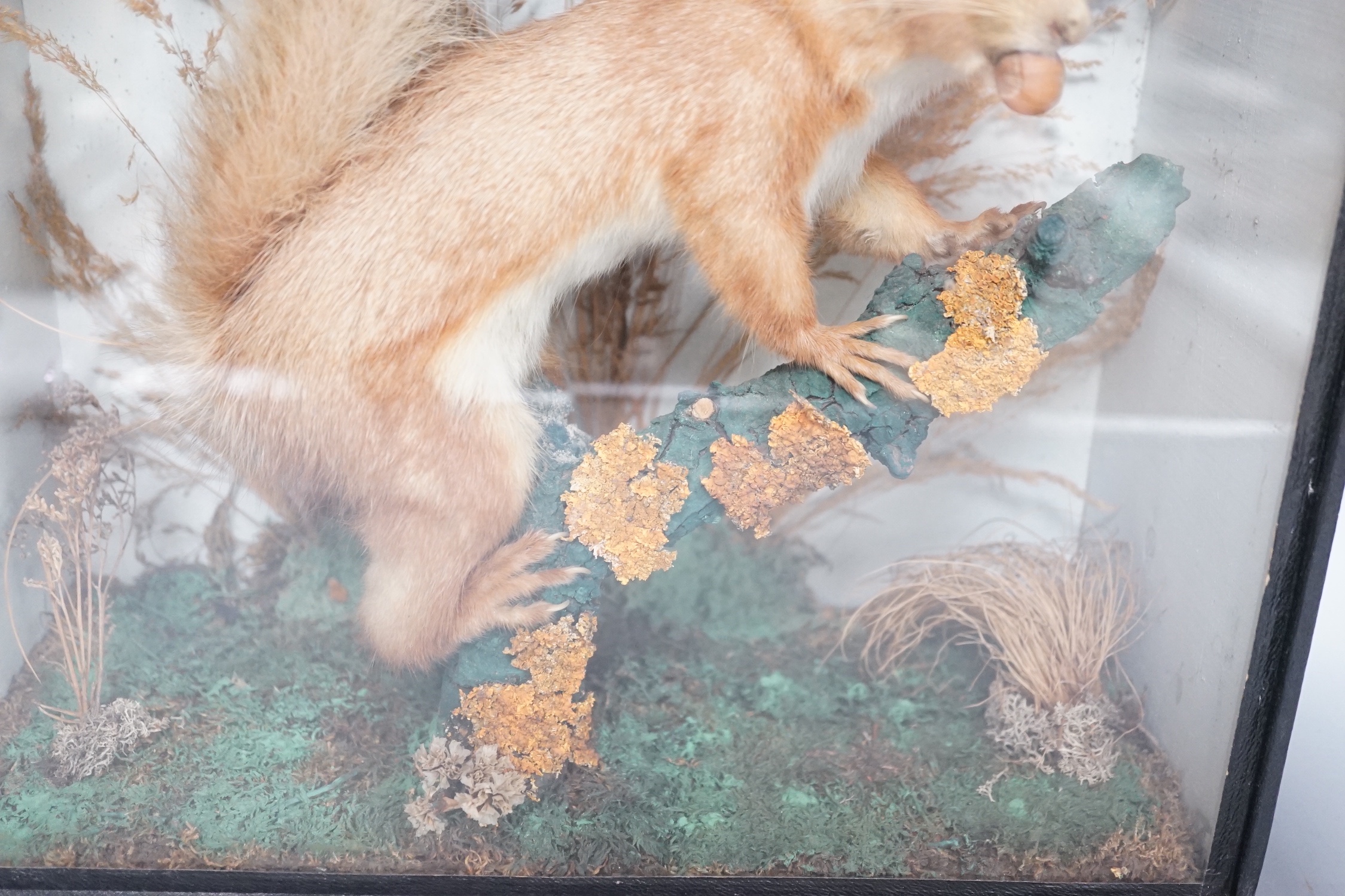 A taxidermy perched red squirrel in glazed wooden case - 31 x 33cm